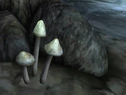 Cairn Bolete Cap
