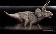 Triceratops12