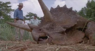 TriceratopsJP