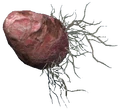 Ash yam.png