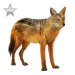 Item goldenjackal silver 01