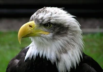 Bald.eagle.closeup.arp-sh.750pix
