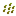 Grid Henequen Seeds