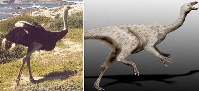 Ostrich to struthiomimus