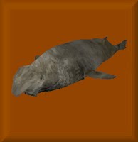 Northern Elephant Seal - The Zoo Tycoon Wiki - Zoo Tycoon, Zoo Tycoon 2