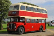 Bulgy'sbasis