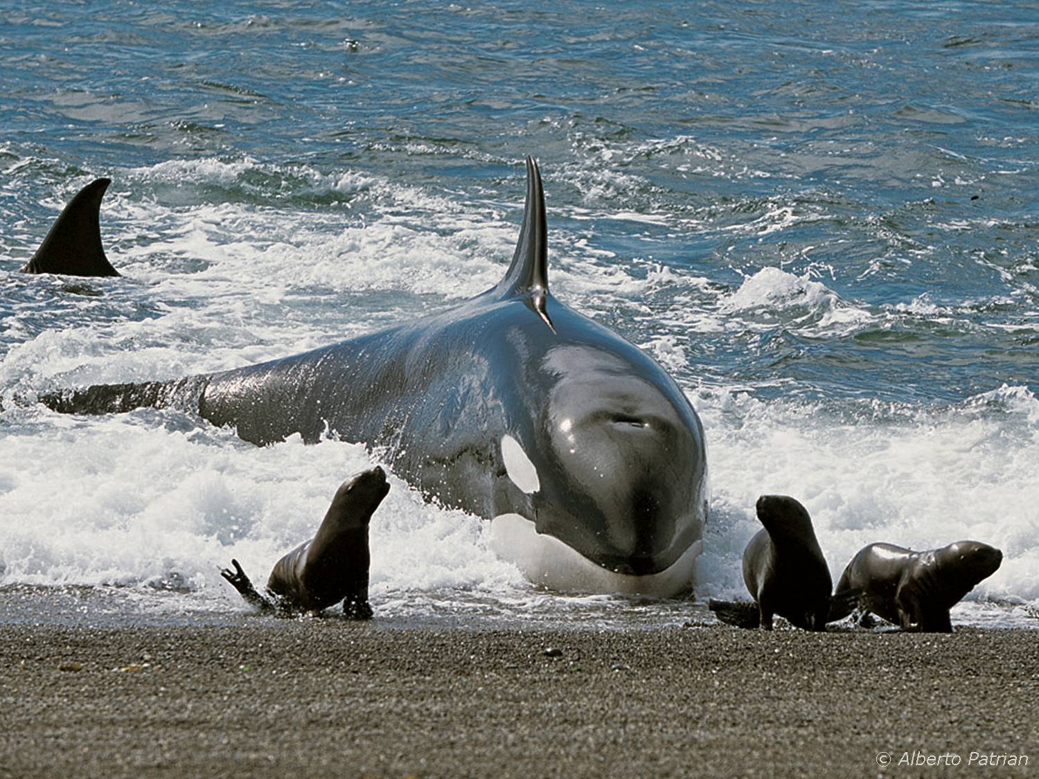 Orca - Wiki Reino Animalia