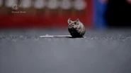 Rat Shapeshifter