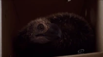 NW1x4 BabyTerrorBird