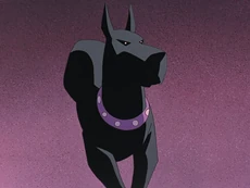 Ace (dog)