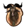 Mounted Goat Head