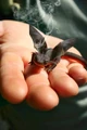 Baby dragon.jpg