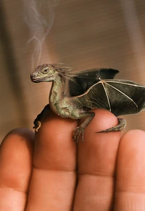 Baby-dragon