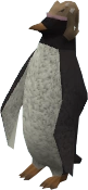 Red Raktuber penguin (monkfish)