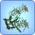 Greenleaf