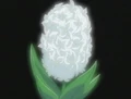 HPC09.White.Hyacinth
