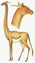 Long-necked Yippa