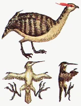 Tinamou
