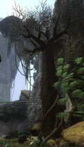Unknownplant7