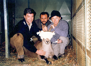 Last bucardo Ordesa1999