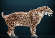 Smilodon fatalis Sergiodlarosa