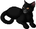 Nightfur.star