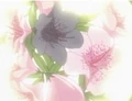 HPC17.Flower