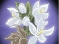 HPC19.Flower