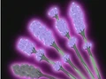 HPC27.Flower