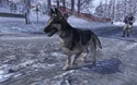 Dog Contingency MW2