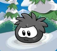 Black Puffle Trans
