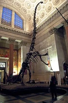 Barosaurus