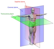 Anatomical Planes
