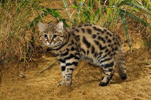 http://images2.wikia.nocookie.net/__cb20130403085614/animalofthewould/images/thumb/8/87/Black-Footed_Cat.jpg/500px-Black-Footed_Cat.jpg