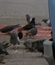 Pigeons.jpg