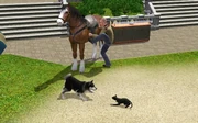 Pets In TS3