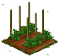 Tomato 33.png
