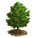 Pinon Árvore