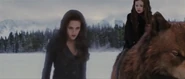 Psychic-shield-bella-twilight