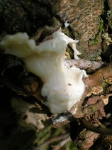 Enteridium lycoperdon, showing 'slime'