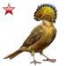 Item atlanticroyalflycatcher ruby 01