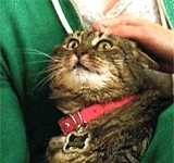 Lady Tubbington