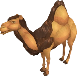 Ali the Camel