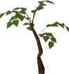 Jungle tree
