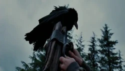 Unidentified crow