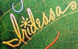 Iridessaautograph