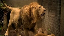 Lion-1.6