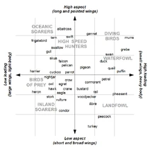 BirdWingGraph