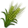 Green Australian Barley-icon