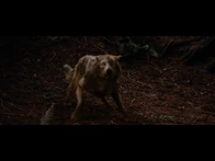New pack member